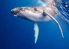 韓國金融委員會將動用數百億韓元操縱幣價的“大型鯨魚”移送檢察機關